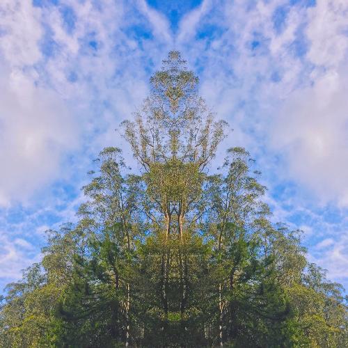 Mystic Psychic Force of the Foggy Cypress and Pine cover art