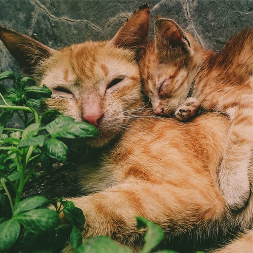 100 Natural Sleep Aid Sounds for Cats