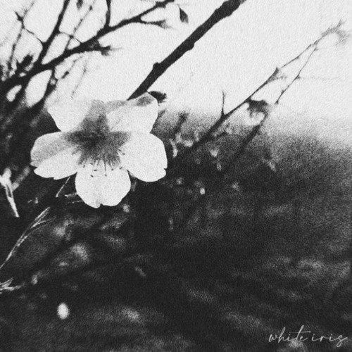 I Always Want to Kiss You