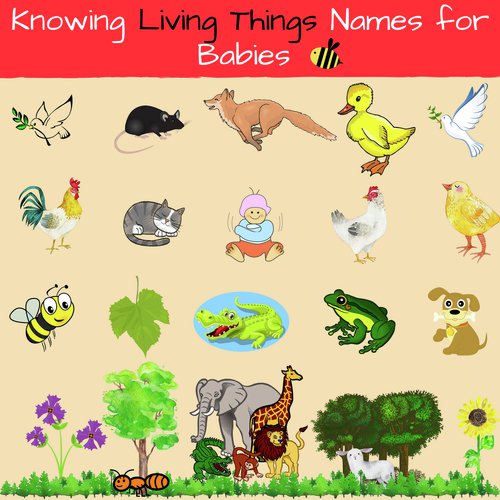 Insects Name (L To O) (Original Mix) - Song Download from Knowing Living  Things Names For Babies @ JioSaavn