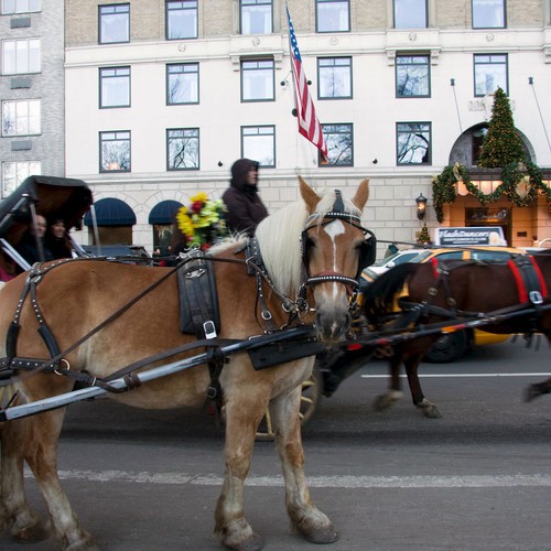 Old Horse Carriage - Single