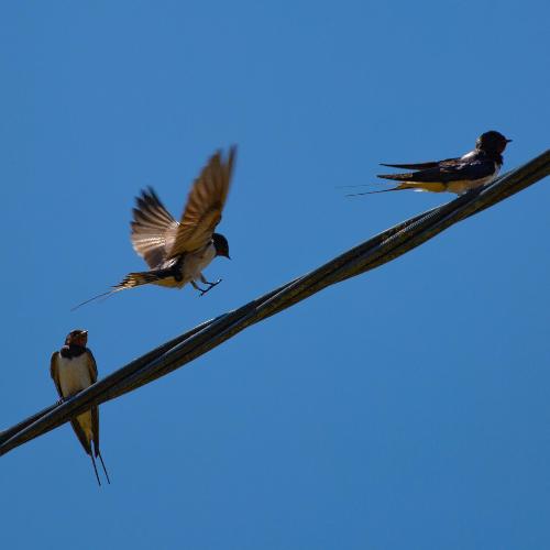 Birds On A Wire cover art