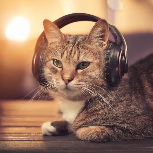 Calming Cat Rhythms cover art