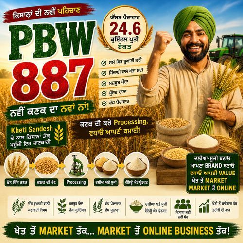 Navi Kanak Da Nava Naa PBW 887| Wheat Farmer Song