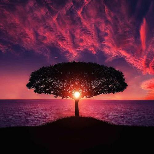 Sleep Ambience Nature Sounds cover art