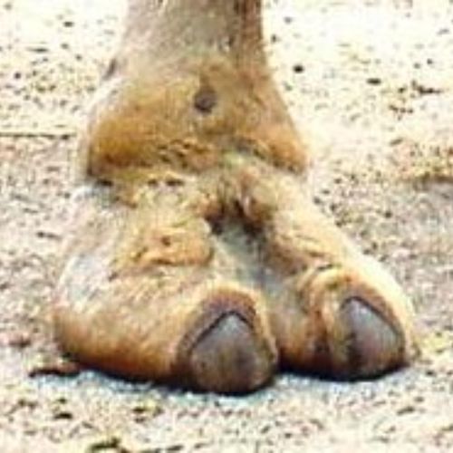 Camel Toe
