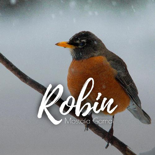 Robin cover art