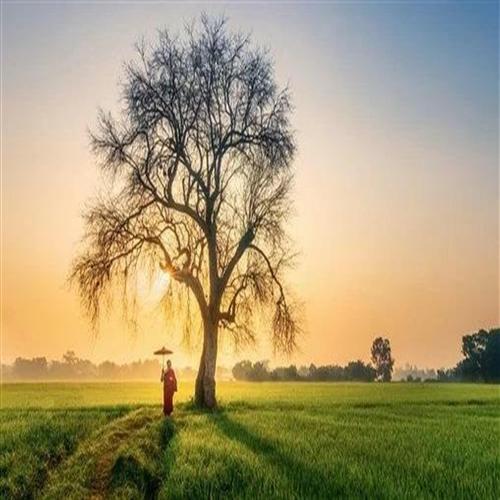 Mesmerized cover art