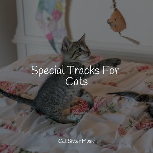 Special Tracks For Cats