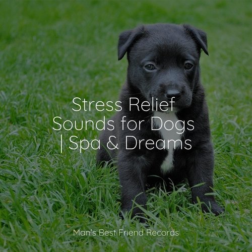 Stress Relief Sounds for Dogs | Spa &amp; Dreams_poster_image