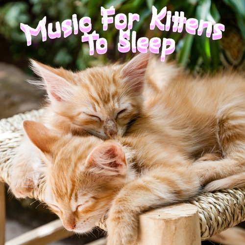 Cat Music Therapy cover art
