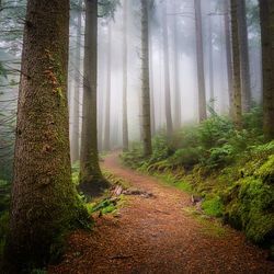 Through The Open Window