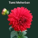 Tumi Meherban