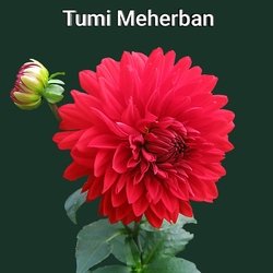 Tumi Meherban