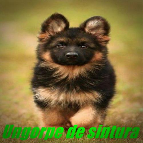 Ungorpe de sintura_poster_image