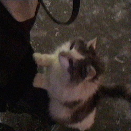 stray