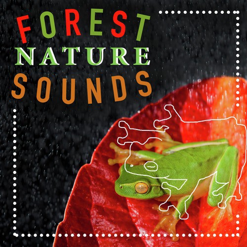 Forest Nature Sounds_poster_image