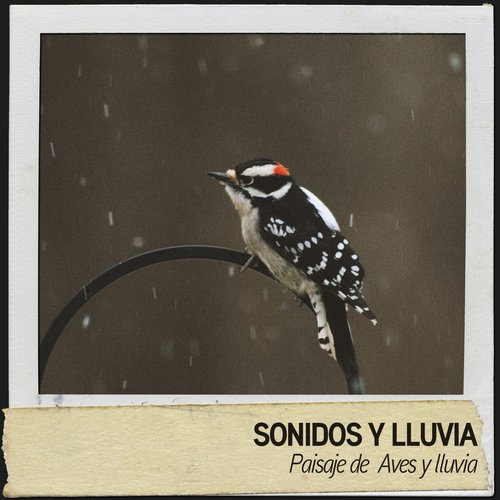 Ruido de lluvia cover art