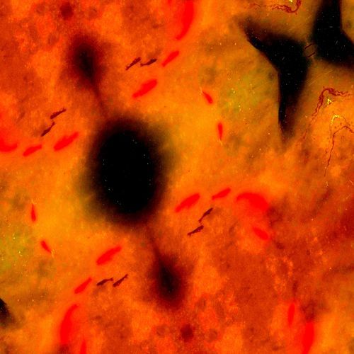 Spiritual & Chakra Meditation - Brainwave Entrainment