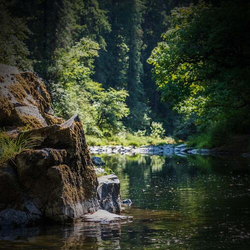 Calming Sound of River flowing and Birds Singing in the Forest