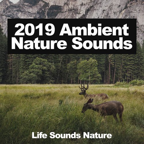 Ambient Nature Sounds for Relaxation ! ! ! - Album by Kings of Nature,  Ambiente, Nature Sounds - Sons de la nature - Spotify