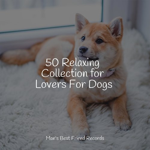 50 Relaxing Collection for Lovers For Dogs