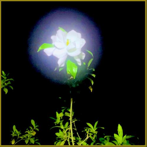 Nights Shimmer In The Moonlight
