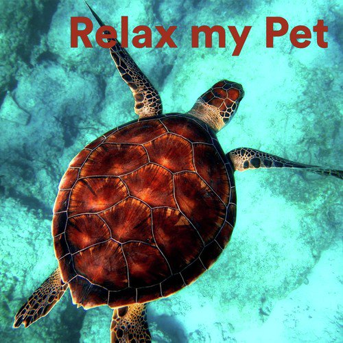 Relaxing Sounds for Hamsters