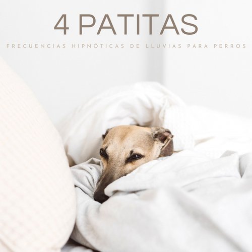 4 Patitas: Frecuencias Hipnóticas De Lluvias Para Perros