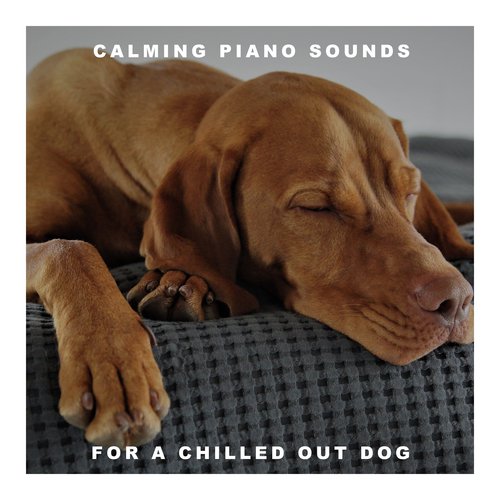 Background Dog Chillout cover art