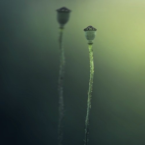 Falak Dado Falak Dad