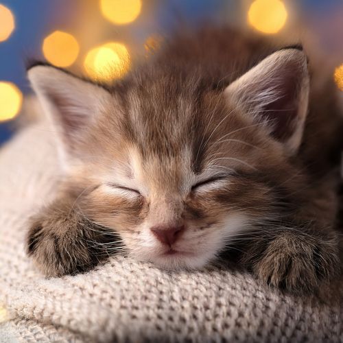 Música De Guitarra Para Gatos: Melodías Para Tu Amigo Felino