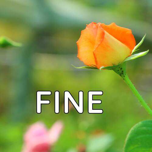 Fine