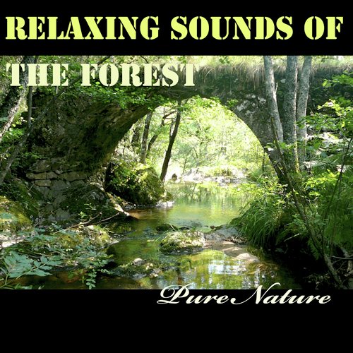 Relaxing Sounds of the Forest_poster_image