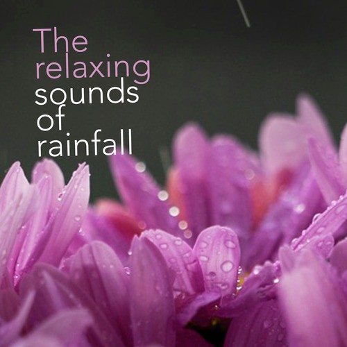 The Relaxing Sounds of Rainfall
