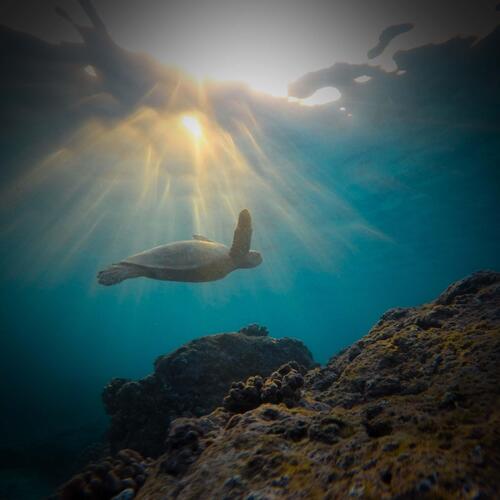 Calm Underwater Sound for Meditation and Spa_poster_image