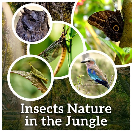 Insects Nature in the Jungle (Healing Sounds of Nighttime Crickets, Singing Birds, Amazonian Forests, Savanna Steppes, Walk in the Meadow)