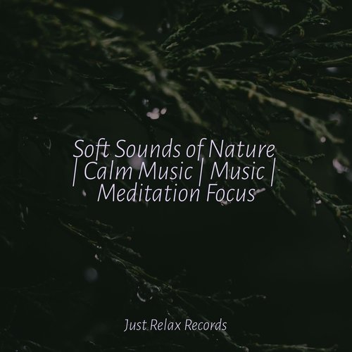 Soft Sounds of Nature | Calm Music | Music | Meditation Focus