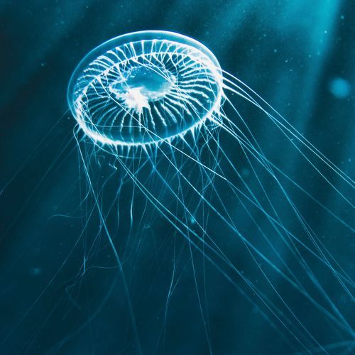 One Path cover art