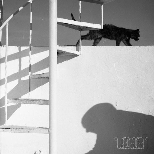 Mogli (Original) cover art