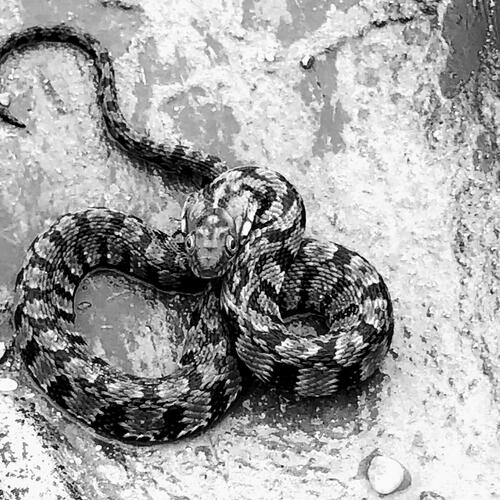 Vivus Mortuus