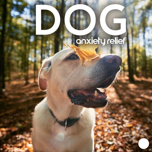 Pet Care Club cover art