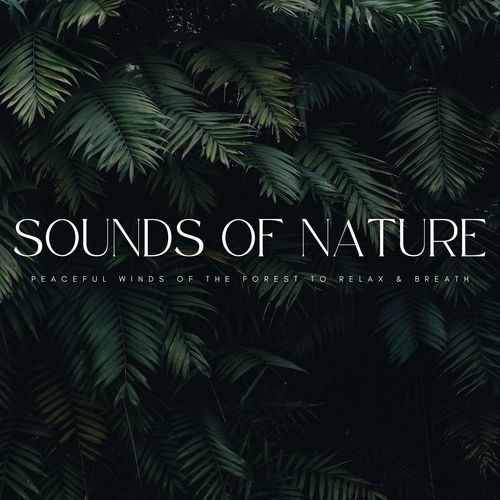 Sounds Of Nature: Peaceful Winds Of The Forest To Relax & Breath_poster_image