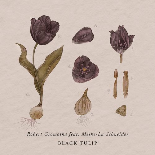 Black Tulip cover art