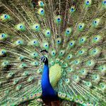 Peacocks artwork