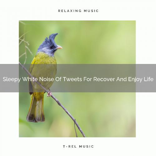 Sleepy White Noise Of Tweets For Recover And Enjoy Life
