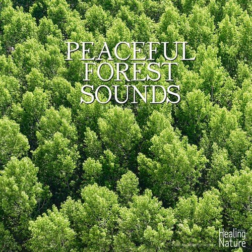 Peaceful Forest Sounds_poster_image