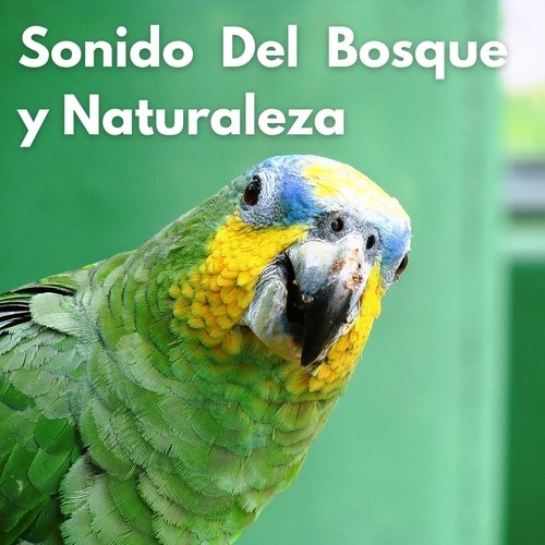 Sonido del Bosque y Naturaleza cover art
