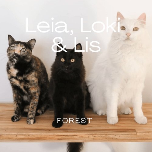 Leia, Loki & Lis