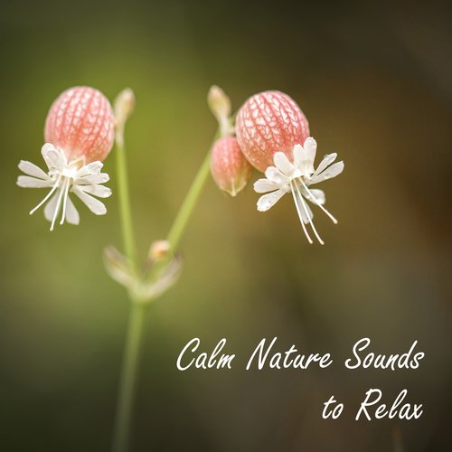 Calm Nature Sounds to Relax – Healing Therapy, Sounds to Calm Down, Mind Relaxation, Easy Listening, Peaceful Melodies